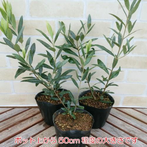 オリーブ 木 常緑高木 ひなかぜ 4 5号 13 5cm ポット5本セット 送料無料 他品同梱可 関東甲信越地域以外は別途送料 家庭樹 シンボルツリー N Olv Hinas5 イングの森 花 苗 育て方 通販 Yahoo ショッピング