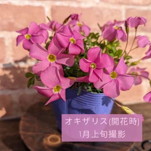 宿根草 オキザリス 桃の輝き 10.5cmポット苗 耐寒 ピンク 桃色