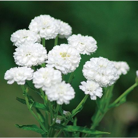 プレミアムシリーズ 耐寒性宿根草 アキレア ノブレッサ 10 5cmサイズポット苗 N P Achll イングの森 花 苗 球根 育て方 通販 Yahoo ショッピング