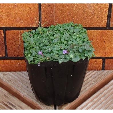 プレミアムシリーズ 耐寒性宿根草 シンバラリア アエクイトリロバ 10 5cmサイズポット苗 N P Sinba イングの森 花 苗 球根 育て方 通販 Yahoo ショッピング