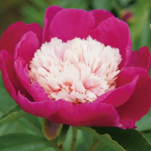 芍薬 ビロードクイーン 切花向きカラフルコレクション １株 12cmロングポット 芽付き 宿根草 切り花 生け花 花束 地植え 鉢植え N Paeonia Cutbq イングの森 母の日 プレゼント ギフト 花 通販 Yahoo ショッピング