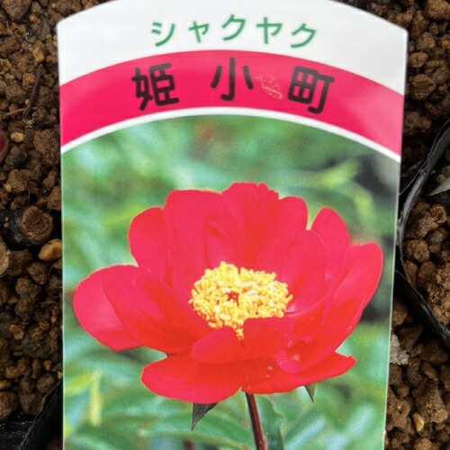芍薬八重咲コレクション 姫小町 4号 (直径12cm) ロングポット植え