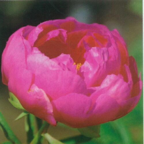 芍薬 花 株 苗 春 多年草 八重咲コレクション シザレア 4号 直径12cm ロングポット植え シャクヤク しゃくやく N Paeonia Sz4 イングの森 花 苗 育て方 通販 Yahoo ショッピング