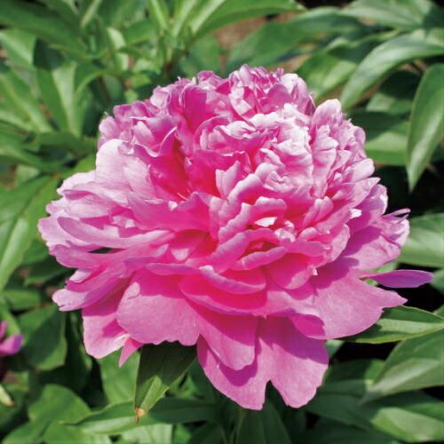 芍薬 花 苗 八重咲コレクション 華燭の典 かしょくのてん シャクヤク しゃくやく 多年草 ピオニー 4号 直径12cm ロングポット植え N Paeonia Wkt4 イングの森 花 苗 育て方 通販 Yahoo ショッピング