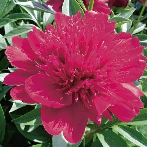 芍薬 花 株 苗 春 多年草 八重咲コレクション リチャードカーニバル 4号 直径12cm ロングポット植え シャクヤク しゃくやく N Paeonia Wrc4 イングの森 花 苗 育て方 通販 Yahoo ショッピング