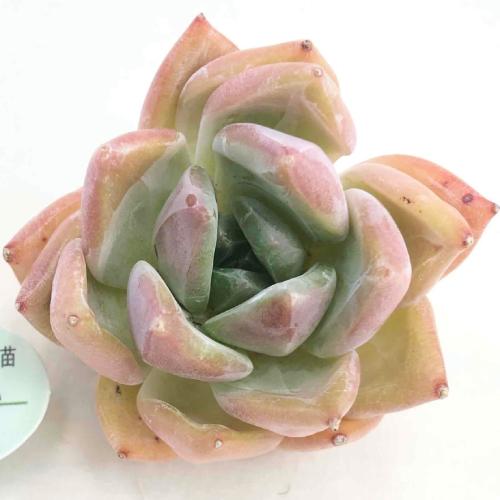 パクさん苗 「Bellucci」 正規販売店 土日祝お届け可能！ パクさん苗