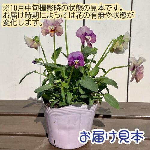 フリル咲きパンジー ペルクレア 3.5号（直径10.5cm）ポット苗 1個 色