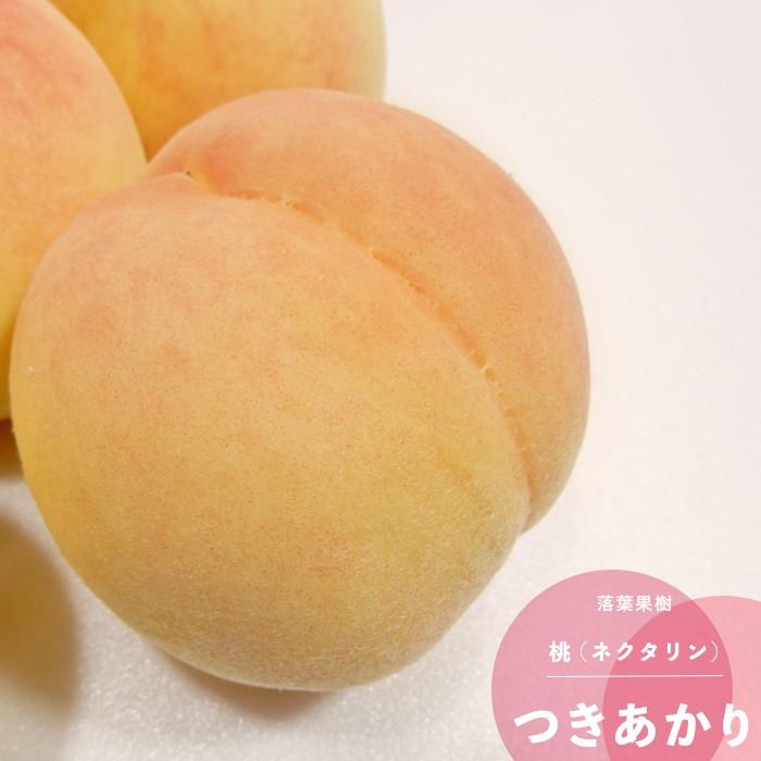 果樹苗 モモ 苗木 つきあかり PVP 1年生 接木 4.5号(13.5cm) ポット苗 果樹苗木 落葉樹 もも : イングの森 花苗の専門店 ...
