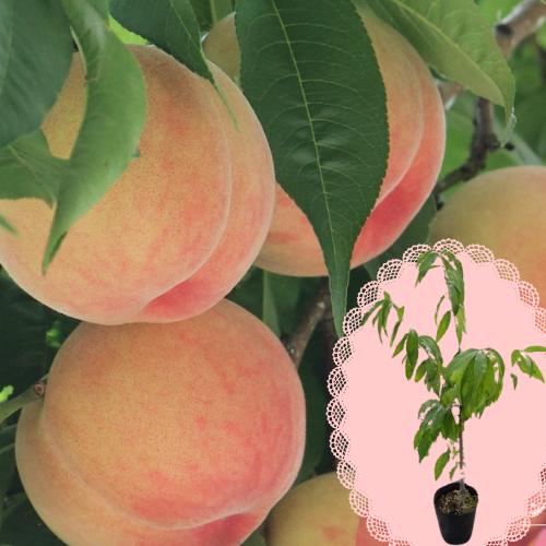 桃 果樹 苗木 モモ あかつき 川中島 3年〜4年物 7号 径21cm ポット 落葉樹 大放出セール もも 他品同梱不可の単独発送品