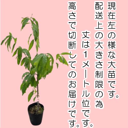 桃 果樹 苗木 モモ あかつき 川中島 2年〜3年物 7号 径21cm ポット