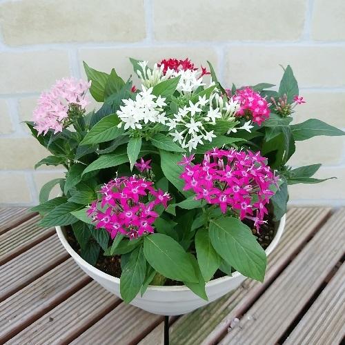 ペンタス 花 苗 多年草 5色 8号 鉢 寄せ植え 届いた以降は水だけでok 霜が降りる頃まで楽しめます N Pentas8s5 イングの森 花 苗 球根 育て方 通販 Yahoo ショッピング