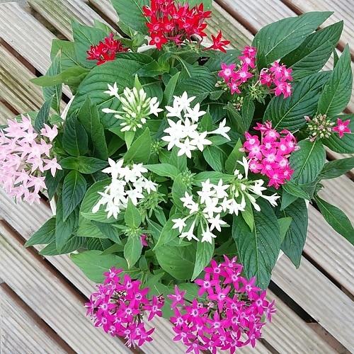 ペンタス 花 苗 多年草 5色 8号 鉢 寄せ植え 届いた以降は水だけでok 霜が降りる頃まで楽しめます N Pentas8s5 イングの森 花 苗 球根 育て方 通販 Yahoo ショッピング