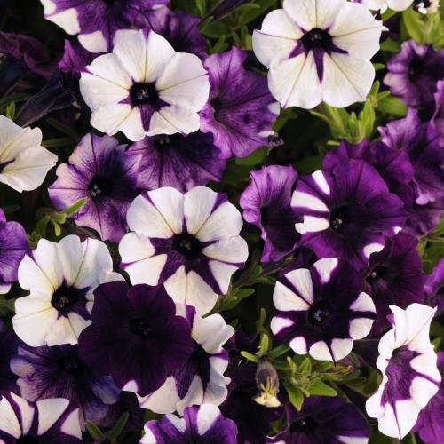 ペチュニア いちまつ 花 苗 1株 M Bフローラ 寄せ植え イングリッシュガーデン N Petu Ichi イングの森 花 苗 育て方 通販 Yahoo ショッピング