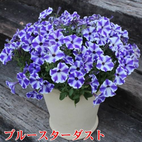 ペチュニア 五つ星コレクション その1 くっきりはっきりのストライプが人気1株で広がります 1ポット 寄せ植え 季節の花苗 イングリッシュガーデンに N Petu5st イングの森 花 苗 育て方 通販 Yahoo ショッピング