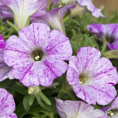 ペチュニア プレミアムコレクション 天の川 真夏の夜空に広がる天の川 1株で広がります 1ポット 寄せ植え 季節の花苗 イングリッシュガーデンに N Petublama イングの森 花 苗 育て方 通販 Yahoo ショッピング