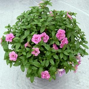 ペチュニア プリンセス八重咲きダブル 5色から選べます 栄養系宿根草 小中輪タイプ N Petuniapri イングの森 花 苗 育て方 通販 Yahoo ショッピング