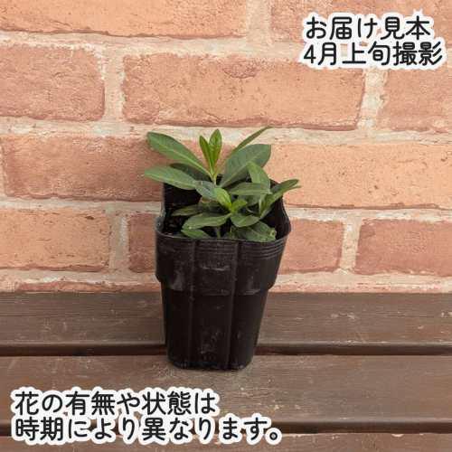 うどん粉病に強い フロックス ホワイトバイカラー 3.5号（10.5cm