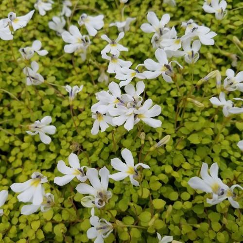 プラティア ライムカーペット 花 苗 グランドカバー エクボソウ 耐寒性宿根草 9cmポット 寄せ植え N Prat Lime イングの森 母の日 プレゼント ギフト 花 通販 Yahoo ショッピング