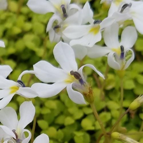 プラティア ライムカーペット 花 苗 グランドカバー エクボソウ 耐寒性宿根草 9cmポット 寄せ植え N Prat Lime イングの森 花 苗 球根 育て方 通販 Yahoo ショッピング