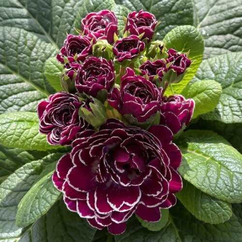 宿根草 八重咲き プリムラ ベラリーナ キャンディフロスト 3号（直径