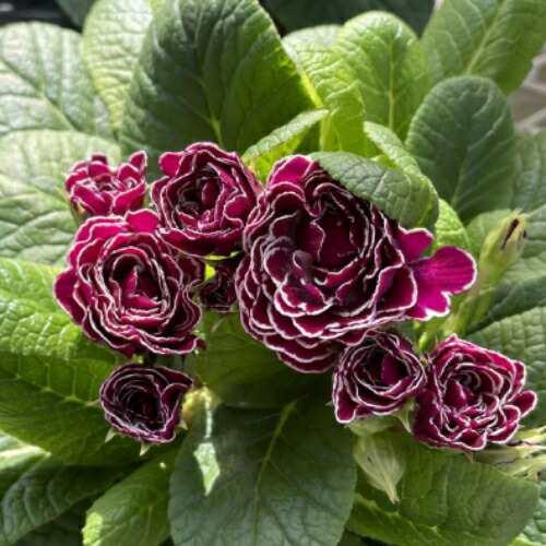 宿根草 八重咲き プリムラ ベラリーナ キャンディフロスト 3号（直径