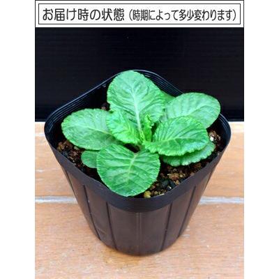 宿根草 八重咲き プリムラ ベラリーナ キャンディフロスト 3号（直径