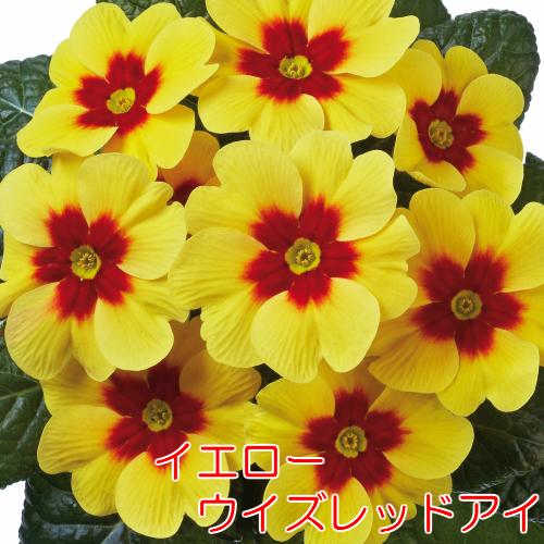 プリムラ ジュリアン 花 苗 冬咲き ジュピター イエローウィズレッドアイ １株 寄せ植え等に 宿根草 鉢植え 庭植え ガーデニング N Pri Earedeye イングの森 花 苗 育て方 通販 Yahoo ショッピング