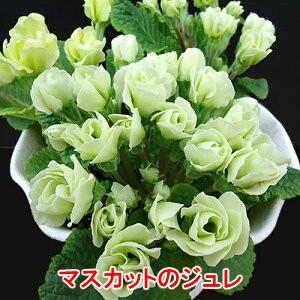 プリムラ ジュリアン 花 苗 バラ咲き フルーツ 4種 各1株 計4セット 冬 鉢植え 庭 ガーデニング N Pri Frt イングの森 花 苗 球根 育て方 通販 Yahoo ショッピング