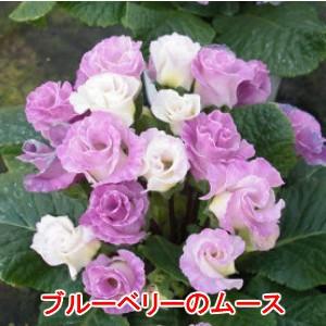 プリムラ ジュリアン 花 苗 バラ咲き フルーツ 4種 各1株 計4セット 冬 鉢植え 庭 ガーデニング N Pri Frt イングの森 母の日 プレゼント ギフト 花 通販 Yahoo ショッピング