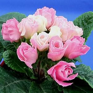 プリムラ ジュリアン いちごのミルフィーユ バラ咲き1株 バラ咲き 冬咲き 鉢植え 庭植えガーデニング 寄せ植え等に 冬の花 N Pri Ichigoy イングの森 花 苗 育て方 通販 Yahoo ショッピング