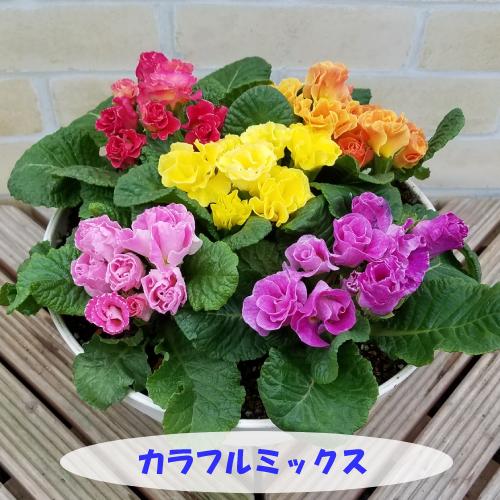 プリムラ ジュリアン 花 寄せ植え 宿根草 バラ咲き 8号鉢(直径24cm)に5