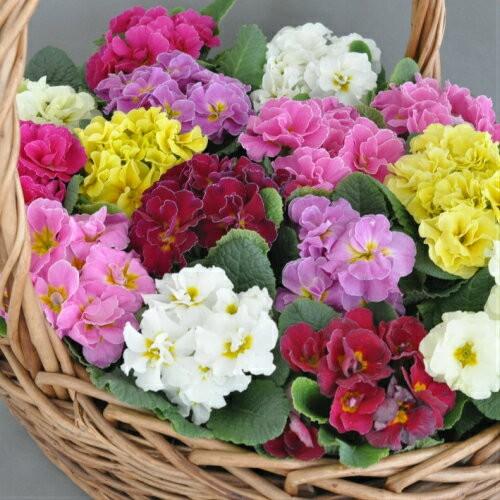 プリムラ 花 苗 冬 アコーリス ペチコート 八重咲き大輪 選べる6色 1株 寄せ植え ガーデニング N Priealry イングの森 花 苗 育て方 通販 Yahoo ショッピング