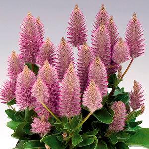 プチロータス ジョーイ 花 苗 9cmポット 2個セット 寄せ植え イングリッシュガーデン 室内 多年草 N Ptilojoy イングの森 花 苗 球根 育て方 通販 Yahoo ショッピング