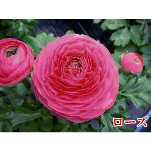 球根性宿根草 ラナンキュラス 選べる全7色 1株 N Ranun 2p イングの森 花 苗 育て方 通販 Yahoo ショッピング