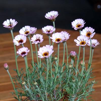 ローダンセマム スプリングダンス １株 宿根草 栄養系 N Rhodanthemum Springdance イングの森 花 苗 育て方 通販 Yahoo ショッピング