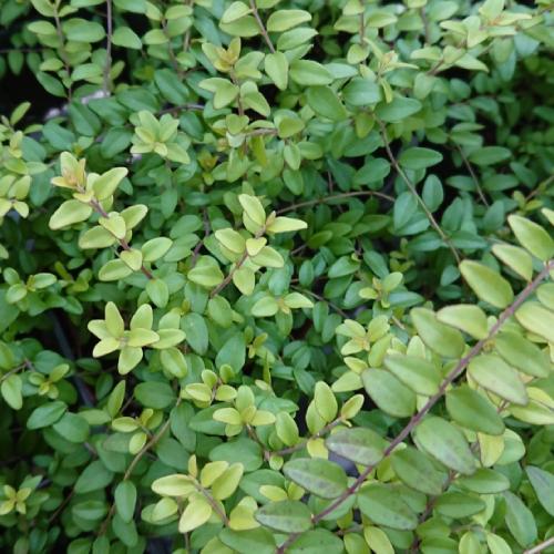 ロニセラ レッドチップ 3号 (直径9cm) 1株 耐寒性常緑低木 カラー