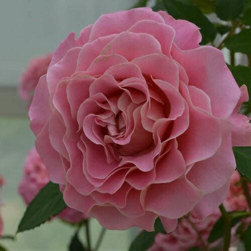 大苗 バラ大苗 アシュリー 国産苗 大苗 6号鉢植え タンタウ作出 N Rose Asl イングの森 花 苗 育て方 通販 Yahoo ショッピング