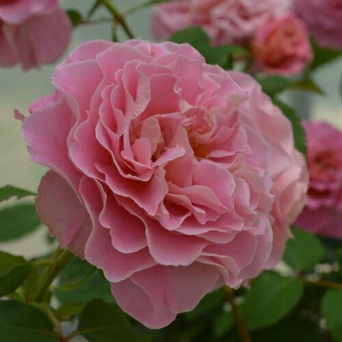 大苗 バラ大苗 アシュリー 国産苗 大苗 6号鉢植え タンタウ作出 N Rose Asl イングの森 花 苗 育て方 通販 Yahoo ショッピング