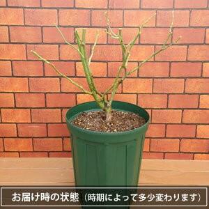 大苗 バラ大苗 アシュリー 国産苗 大苗 6号鉢植え タンタウ作出 N Rose Asl イングの森 花 苗 育て方 通販 Yahoo ショッピング
