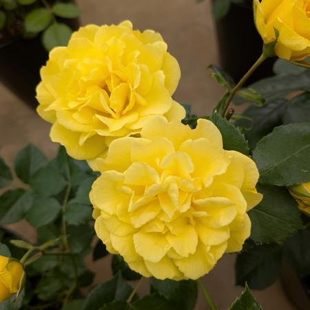 バラ大苗 ゴールデンストリートカラーズ 国産苗 大苗 6号鉢植え