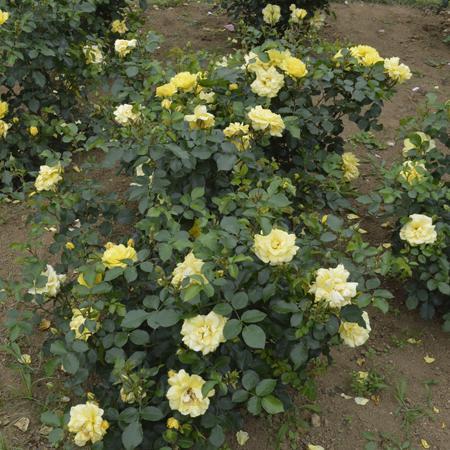 バラ大苗 ゴールデンストリートカラーズ 国産苗 大苗 6号鉢植え