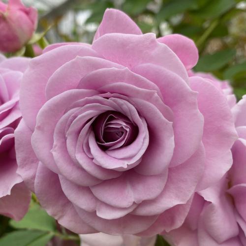 バラ 大苗 花 マチネ 6号鉢植え 新品種 2021年度 春 夏 国産 コルデス