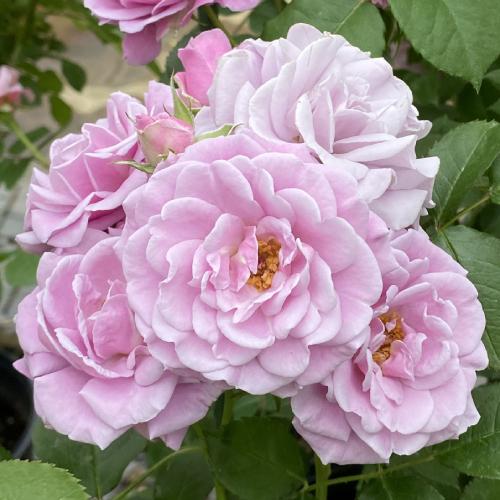 バラ 大苗 花 マチネ 6号鉢植え 新品種 2021年度 春 夏 国産 コルデス