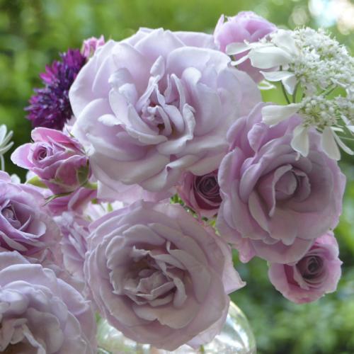 バラ 大苗 花 マチネ 6号鉢植え 新品種 2021年度 春 夏 国産 コルデス