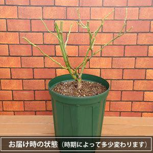バラ 大苗 花 マチネ 6号鉢植え 新品種 2021年度 春 夏 国産 コルデス