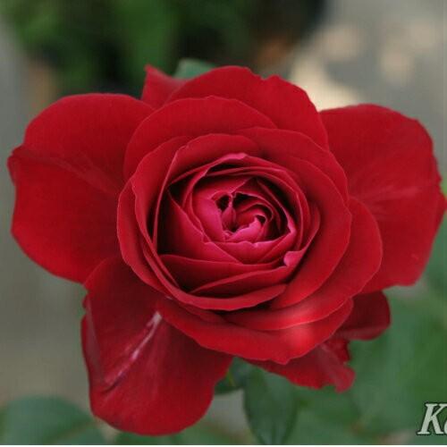大苗 バラ大苗 マヨルカ 国産苗 大苗 6号鉢植え コルデス作出 N Rose Mrc イングの森 花 苗 育て方 通販 Yahoo ショッピング