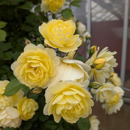 バラ大苗 レモンシルエッタ （国産苗 大苗 6号鉢植え） コルデス作出