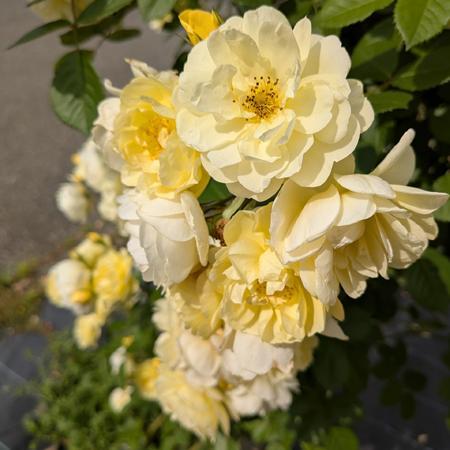 バラ大苗 レモンシルエッタ （国産苗 大苗 6号鉢植え） コルデス作出