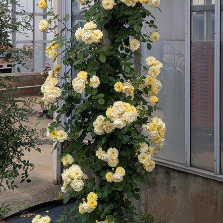 バラ大苗 レモンシルエッタ （国産苗 大苗 6号鉢植え） コルデス作出
