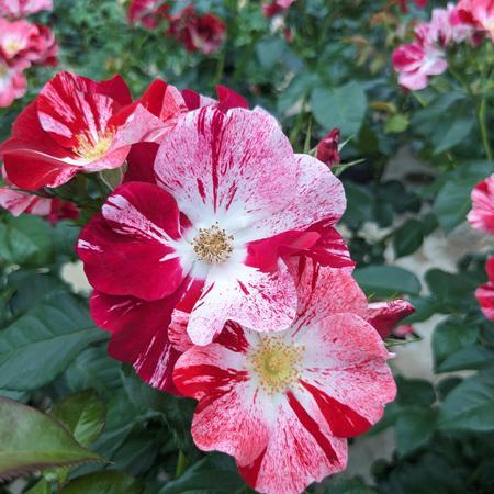 バラ大苗 シムサラビン！ （国産苗 大苗 6号鉢植え） コルデス作出